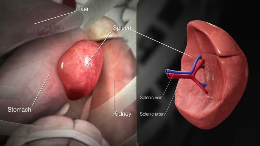 The location of the spleen in the body.