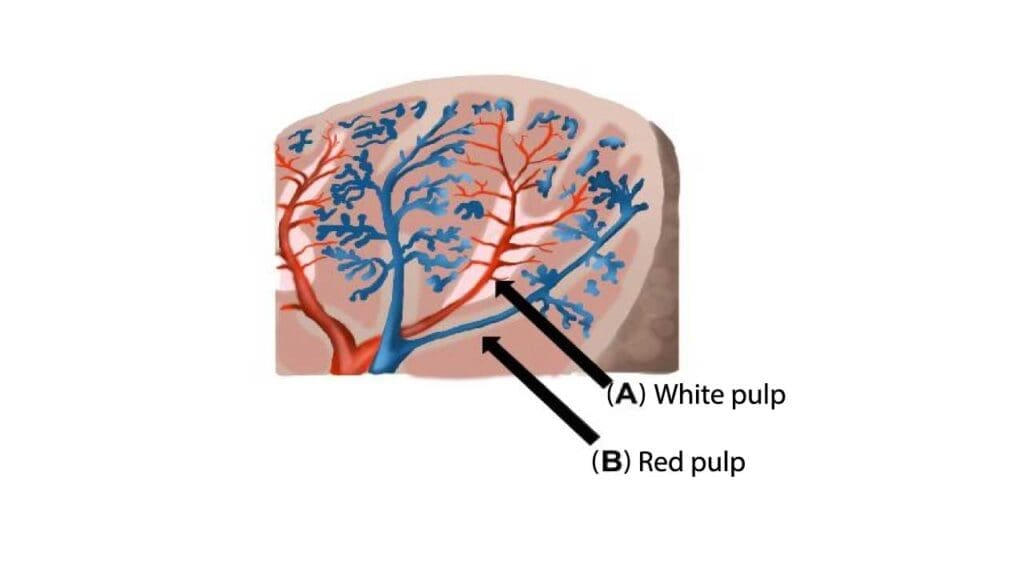 The main part of the spleen is divided into white pulp and red pulp.