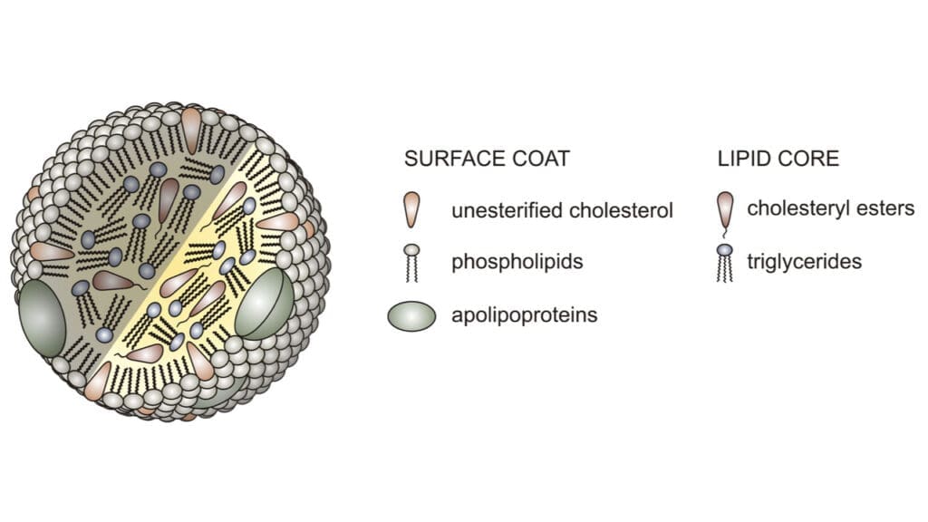 Schematic structure of lipoprotein(a).