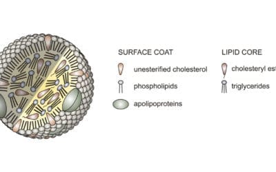 Lipoprotein(a): The Silent Heart Risk You Need to Know