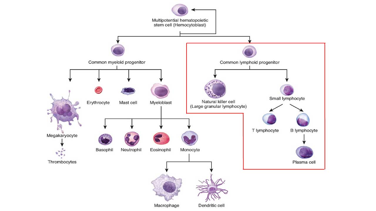 An illustration of the development of lymphocytes including the different subtypes.