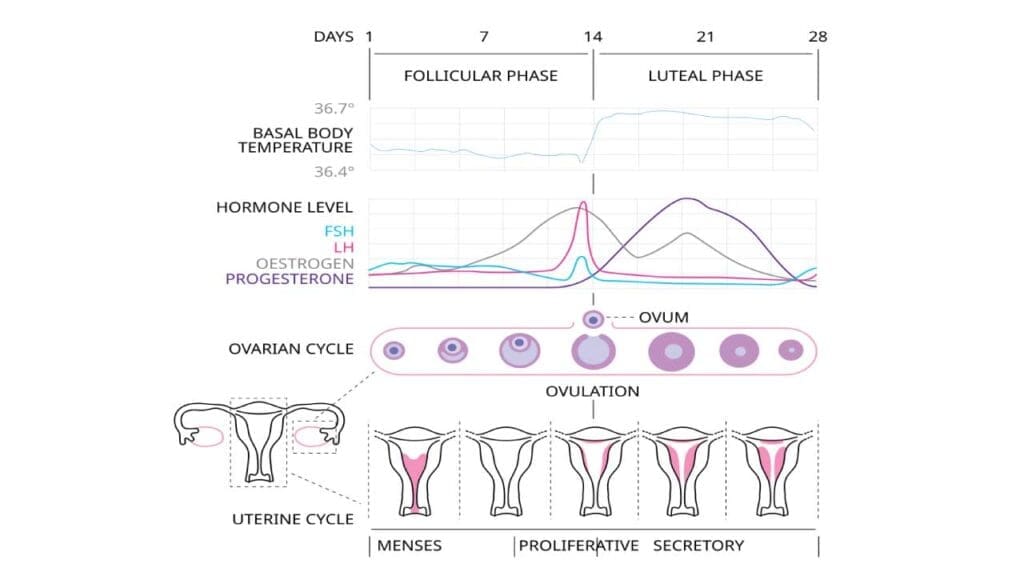 The pathophysiology of a normal menstrual cycle.
