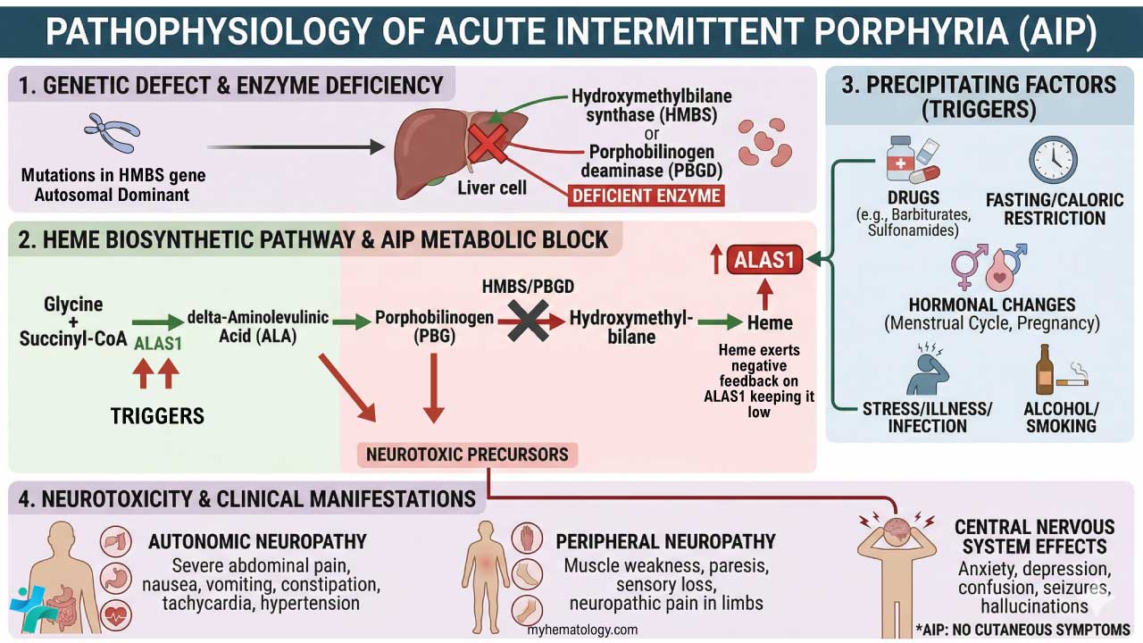 The pathophysiology of Acute Intermittent Porphyria (AIP) is essentially a metabolic "perfect storm" where an inherited ~50% deficiency in the enzyme hydroxymethylbilane synthase (HMBS)—also known as porphobilinogen deaminase (PBGD)—is pushed to its breaking point by external triggers. In the presence of factors such as porphyrinogenic medications, hormonal shifts (notably progesterone), or fasting, the liver’s demand for heme increases, which depletes the regulatory "free heme pool" and removes the inhibitory "brakes" on the rate-limiting enzyme δ-aminolevulinic acid synthase 1 (ALAS1). This leads to a massive induction of ALAS1, flooding the biosynthetic pathway with precursors that the crippled HMBS enzyme simply cannot clear fast enough. The resulting metabolic "bottleneck" causes a systemic overflow of the neurotoxic intermediates δ-aminolevulinic acid (ALA) and porphobilinogen (PBG). These precursors, particularly ALA due to its structural similarity to the inhibitory neurotransmitter γ-aminobutyric acid (GABA), exert direct neurotoxic effects and generate oxidative stress, ultimately manifesting as axonal degeneration and the diverse neurovisceral symptoms that characterize an acute attack.